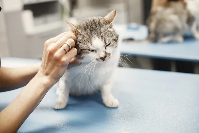 Kat op de onderzoekstafel bij de dierenarts