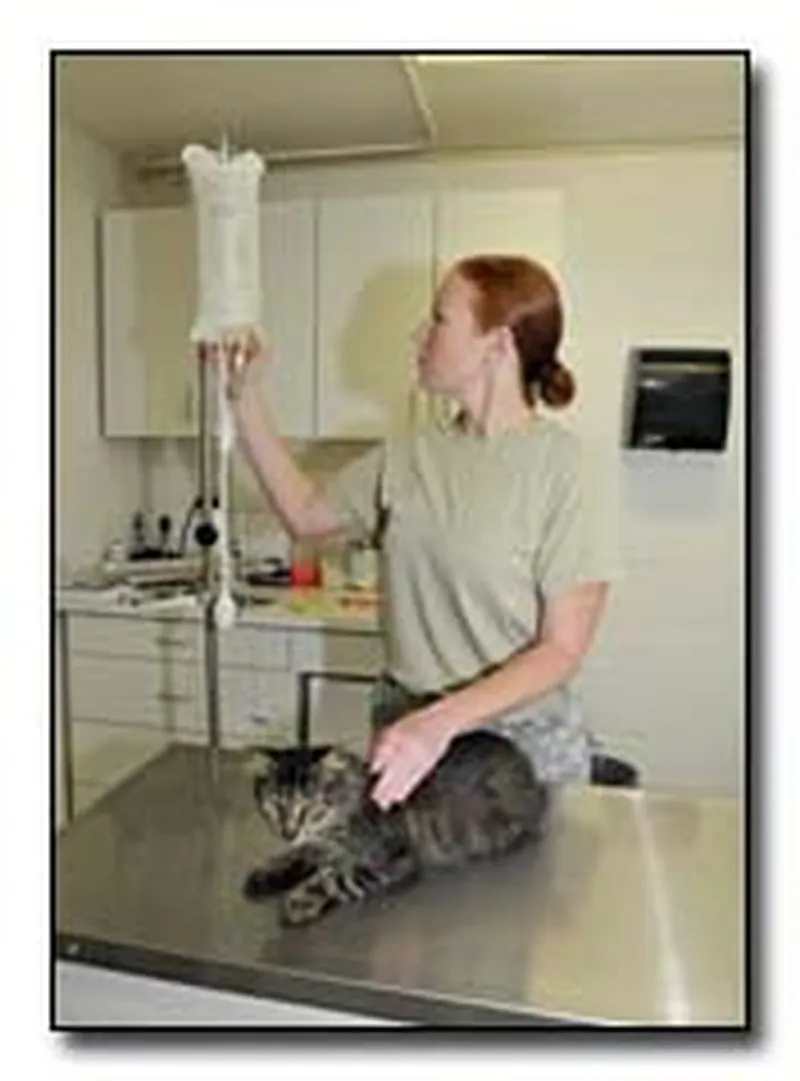 Kat aan het infuus bij de dierenarts