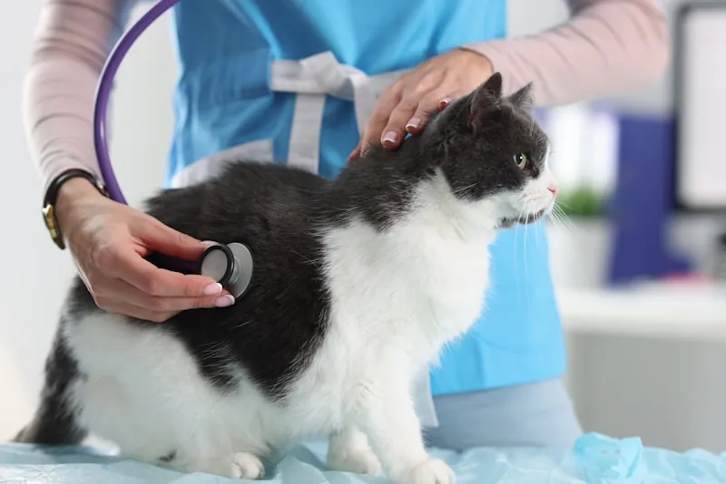Dierenarts onderzoekt een kat met een stethoscoop