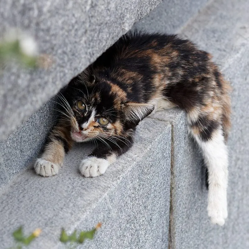 Kat kijkt angstig met gedrukte houding