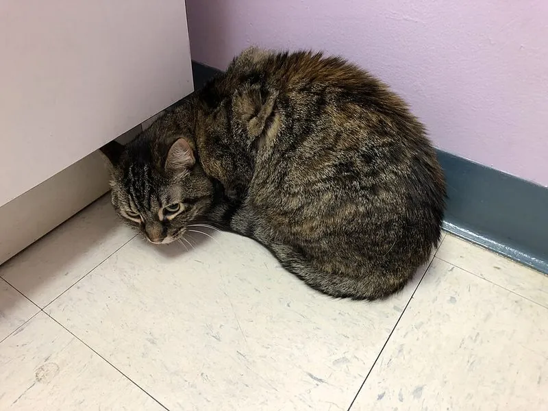 Angstige kat gedrukt in een hoek door scheidingsangst