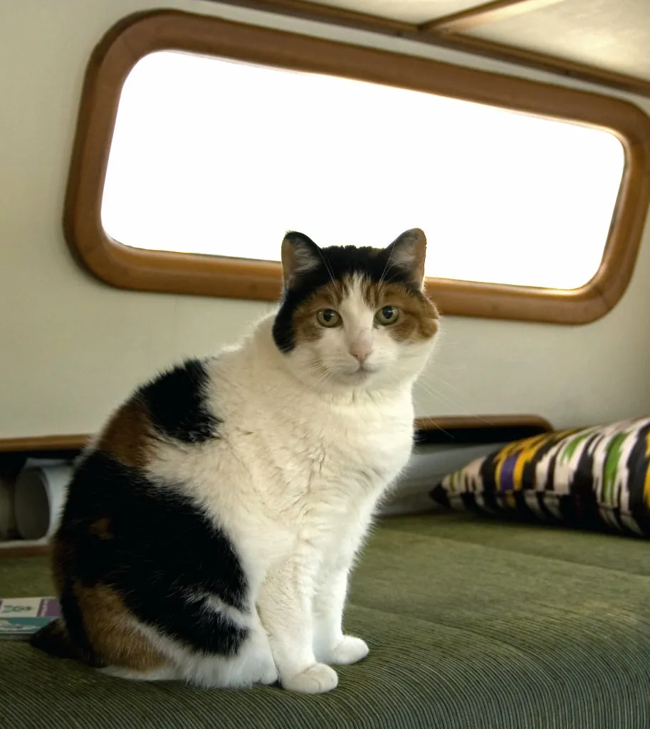 Kat wenend aan een nieuwe omgeving na verhuizing