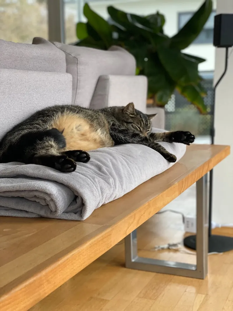 Kat ligt op een zachte deken op de bank