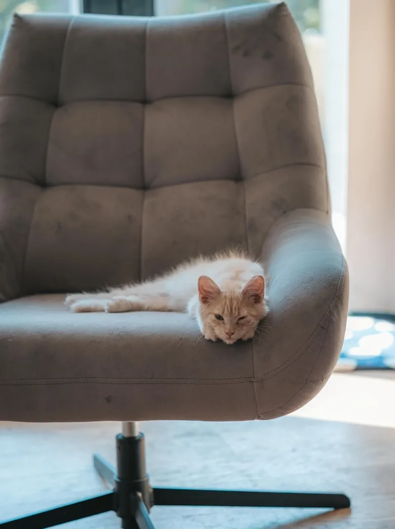 Kat op een draaistoel kijkt ontevreden naar de schoongemaakte kattenbak