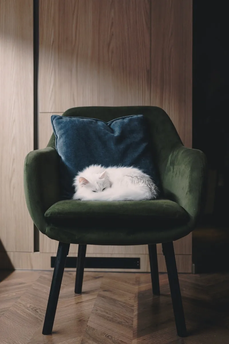Kat rust uit op een stoel tijdens herstel na castratie