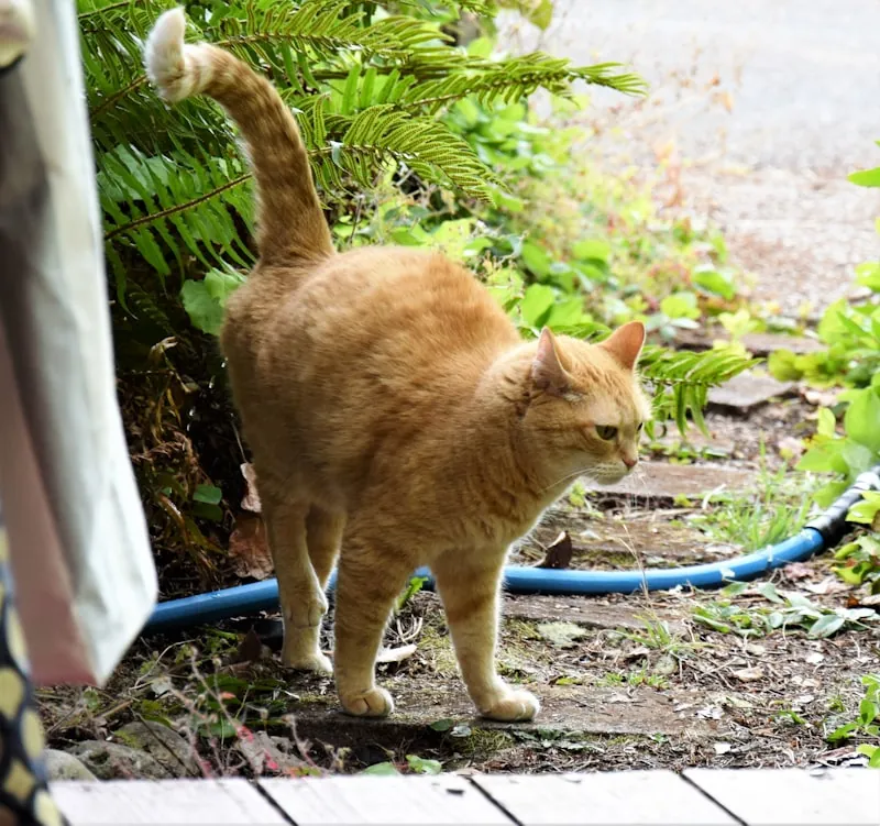 Kat met staart omhoog markeert territorium door te sproeien