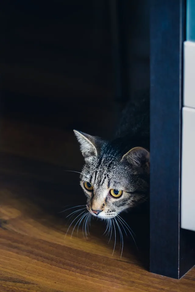 Angstige kat verscholen achter een meubel door stress