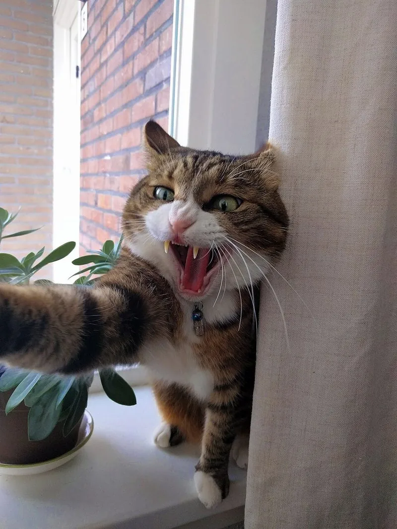 Gestresste kat blaast op de vensterbank