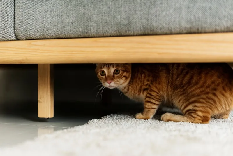 Kat verstopt zich onder een bank