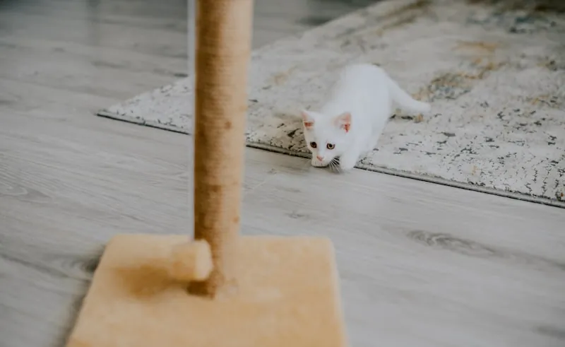 Kitten loopt voorzichtig over een vloer