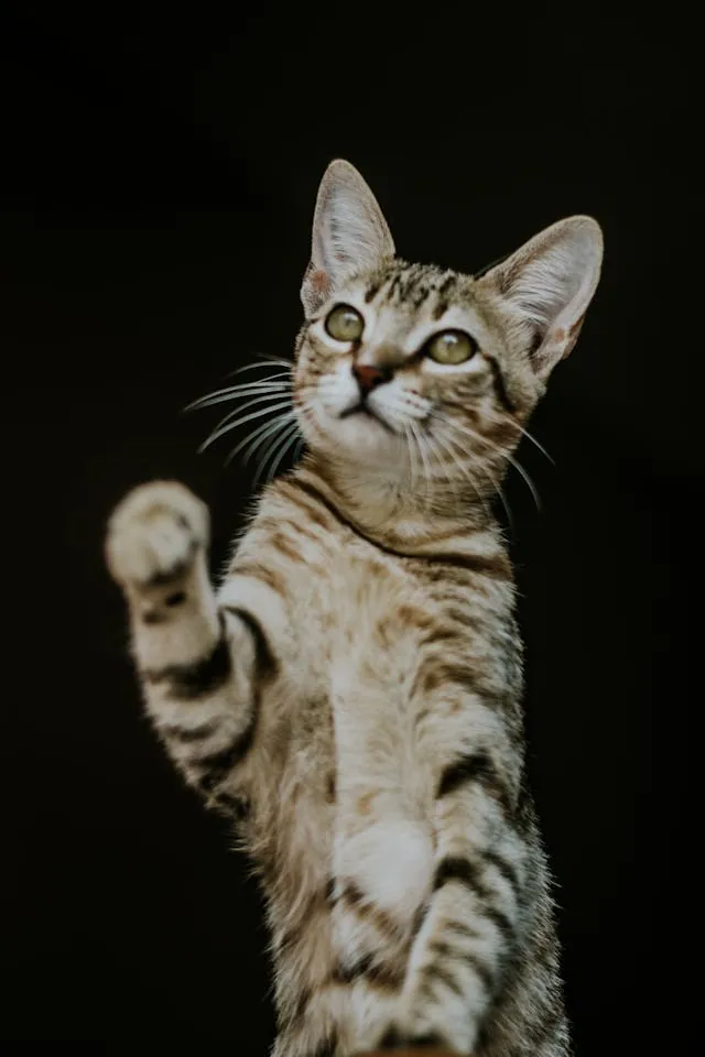Kat met poot omhoog kijkt afwachtend