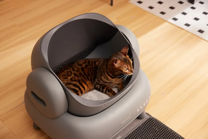 Bengaalse kat in een moderne automatische kattenbak