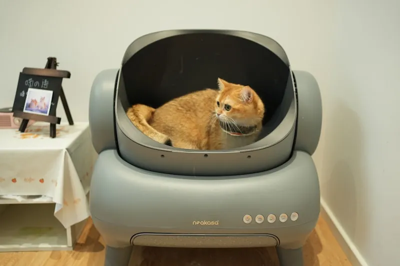 Kat nadert voorzichtig de kattenbak