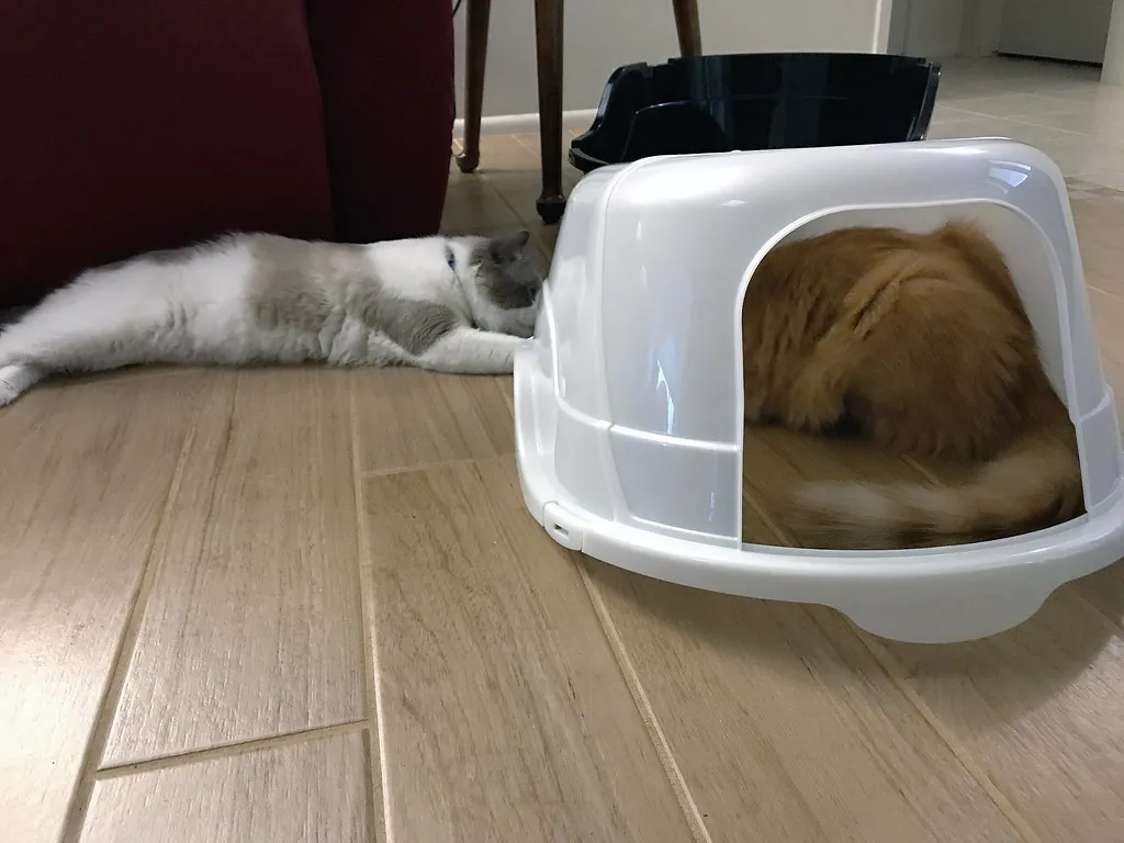 Overdekte kattenbak met twee katten in de buurt