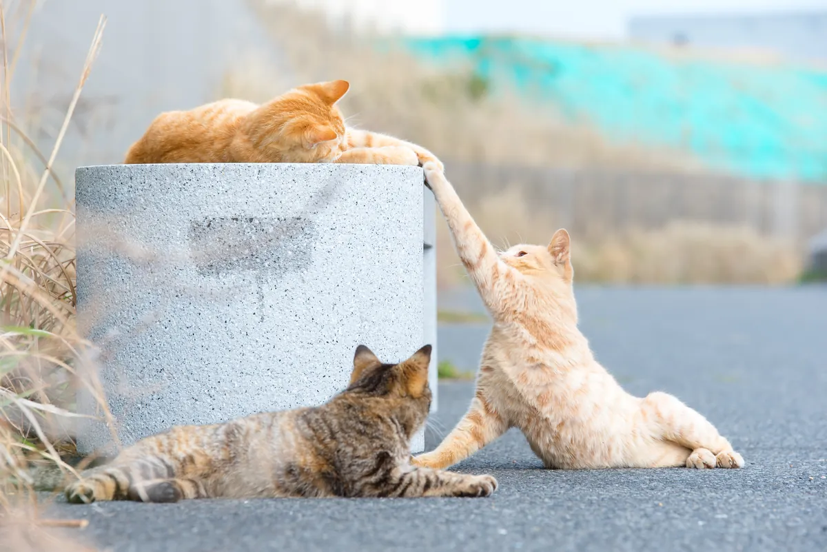 Twee katten in dezelfde ruimte met gespannen lichaamstaal