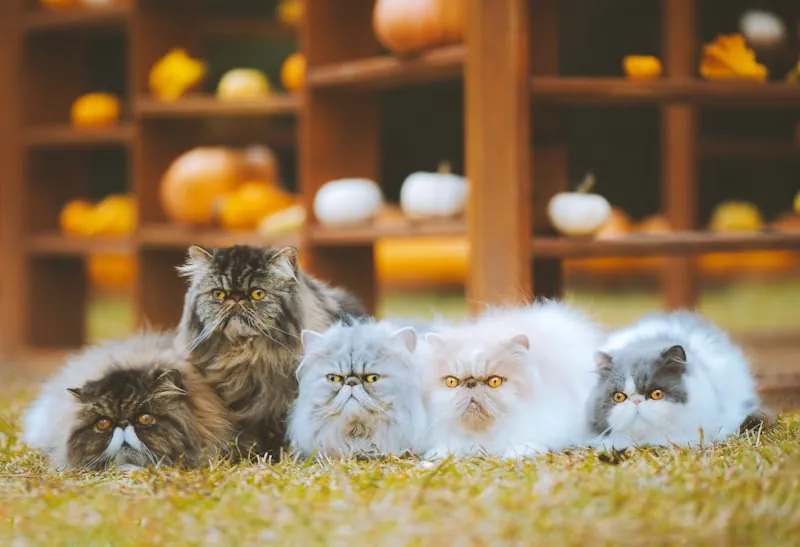 Meerdere katten samen in een rij
