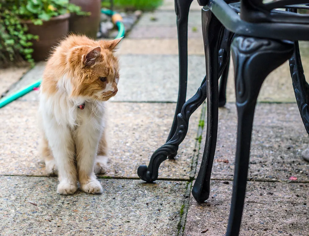 Dunne oudere kat in een buitenomgeving