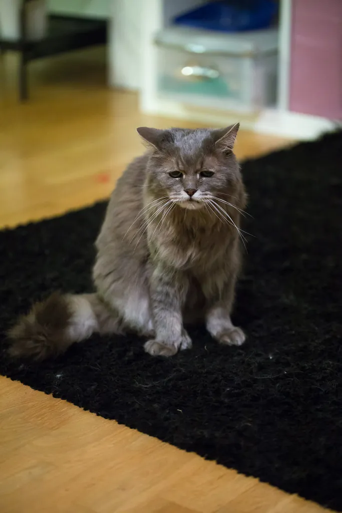 Oudere grijze kat met vermoeide blik