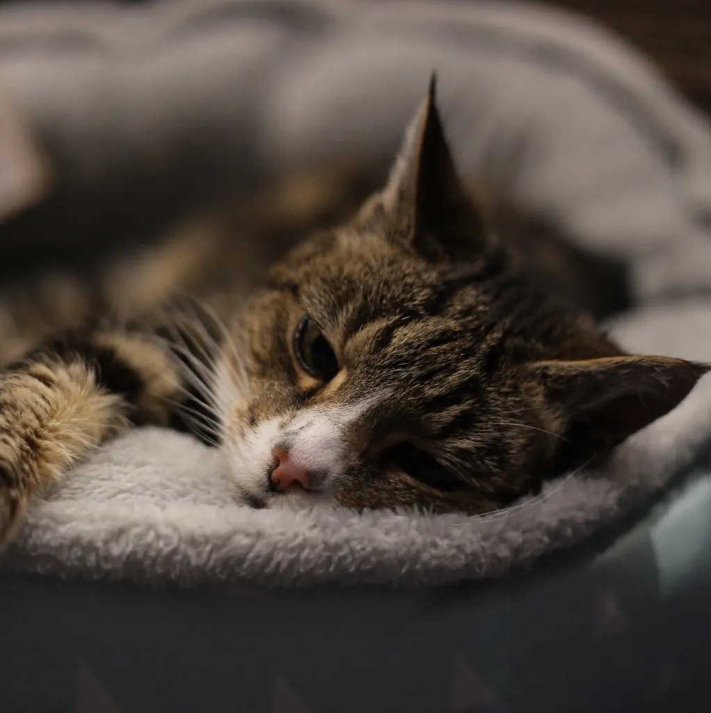 Kat in een mand bij de kattenbak observerend