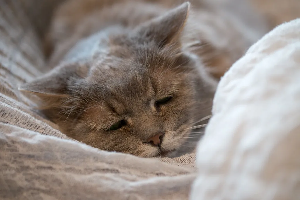 Oudere kat slaapt comfortabel onder dekens