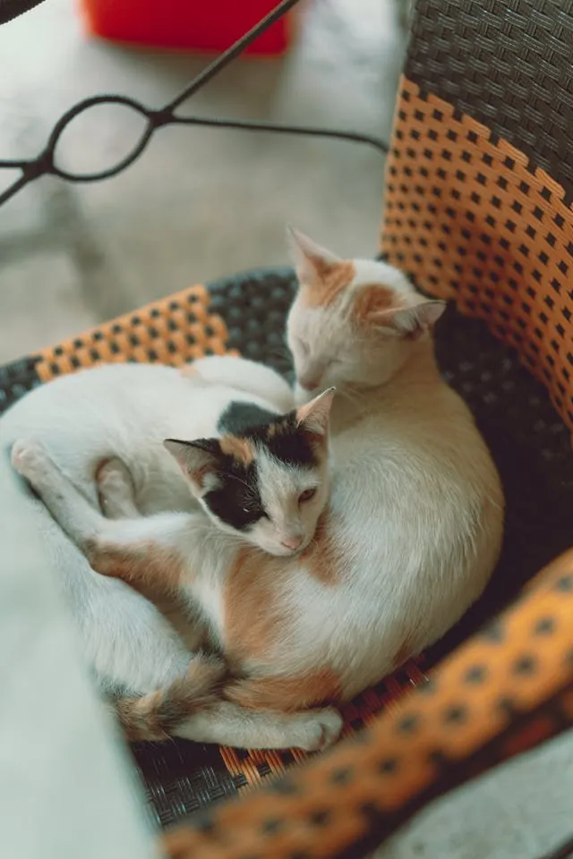 Twee katten samen op een stoel