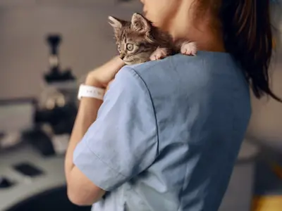 Kat plast kleine beetjes buiten de bak: blaasproblemen herkennen