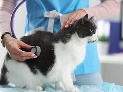 Medische oorzaken als je kat in huis plast