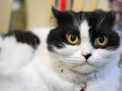 Stress bij katten herkennen: signalen, oorzaken en wat je kunt doen