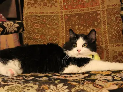Werken anti-stress producten voor katten?