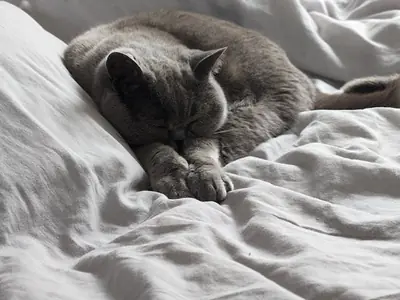 Kat poept op bed of bank: oorzaken en aanpak