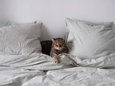 Kat plast op bed of bank: stress, pijn of onzekerheid?