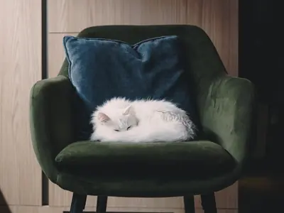 Kat plast op kleding, handdoeken en dekens: bijna altijd pijn