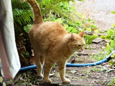 Sproeit je kat of plast je kat? Zo zie je het verschil