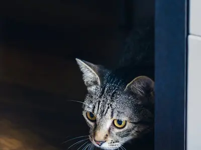 Kat plast plotseling in huis: wat nu?