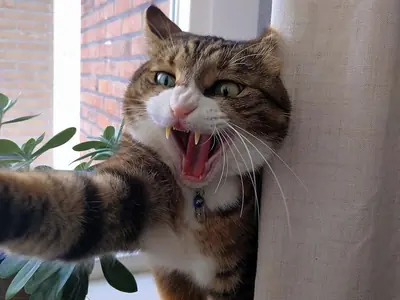 Gecastreerde kat sproeit nog steeds: oorzaken en wat je kunt doen