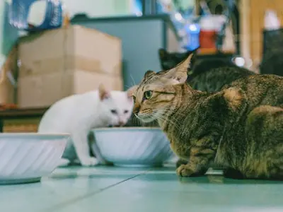 Kat plast in huis na verhuizing of verandering