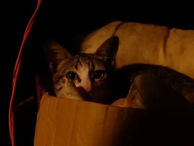 Werken anti-stress producten voor katten?