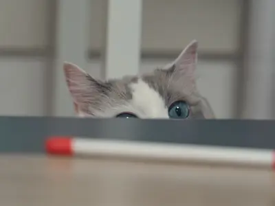 Sproeit je kat of plast je kat? Zo zie je het verschil