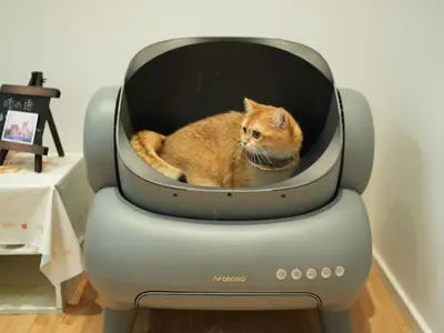 Kat poept buiten de kattenbak: oorzaken en stappenplan