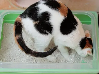 Kat poept in de bak maar plast ernaast: een diagnostisch signaal