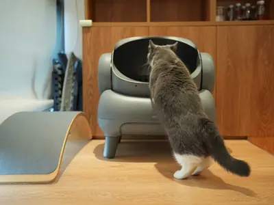 Kat plast vlak naast de kattenbak: de bak is het probleem