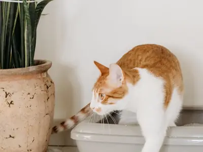 Kat plast buiten de kattenbak: compleet stappenplan