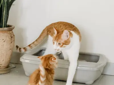 Hoeveel kattenbakken heb je nodig? De n+1 regel uitgelegd