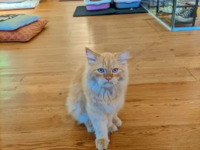 Open of gesloten kattenbak: welke past bij jouw kat?