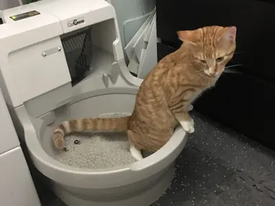 Hoe vaak moet je de kattenbak schoonmaken?