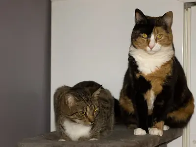 Kat plast in huis sinds nieuwe kat, partner of baby