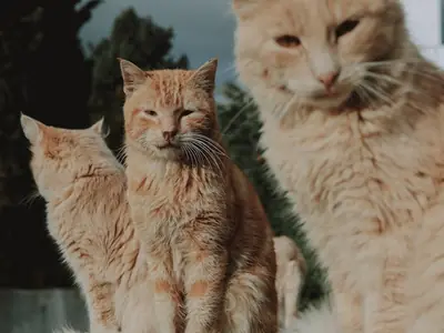 Kat poept naast de kattenbak: meestal de bak, soms de rug