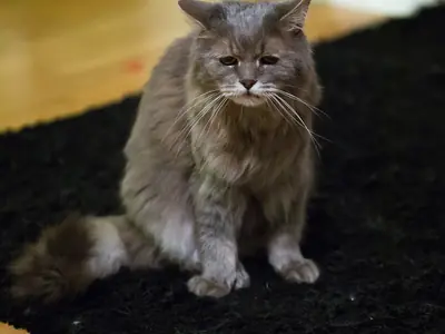 Oudere kat plast in huis: meestal medisch