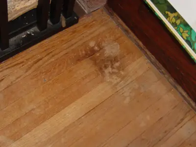 Kat plast steeds op dezelfde plek in huis